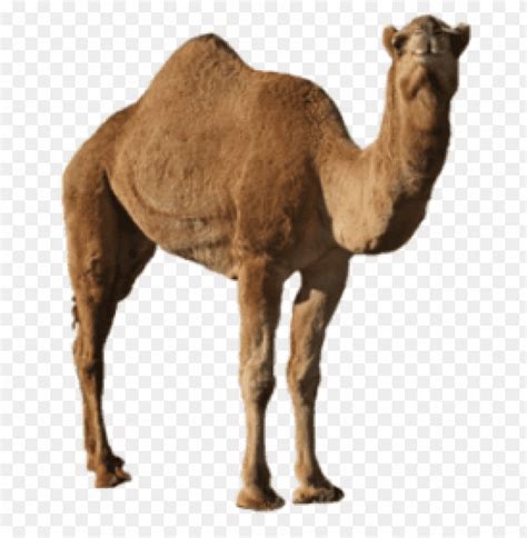 The camel's hump is an ugly lump which well you may see at the zoo; free PNG Download camel png images background PNG images ...