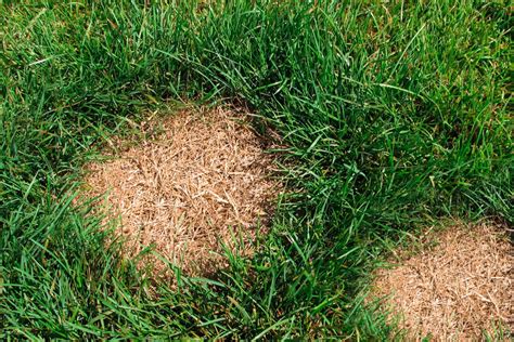 What Causes Brown Or Dead Patches In Your Lawn