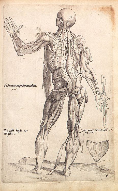 Andreas Vesalius Anatomical Drawings Andreas Vesalius Human