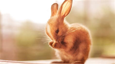 Download 1920x1080 Wallpaper Cute Bunny Rabbit Animals Full Hd Hdtv