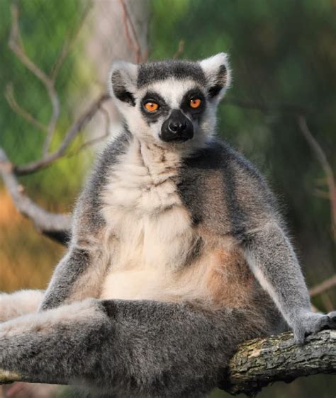 Ring Tailed Lemur Saint Louis Zoo