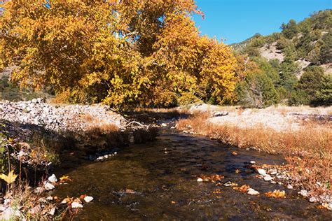 Fall Colors Whitewater Creek Near Catwalk Near Glenwood New Mexico