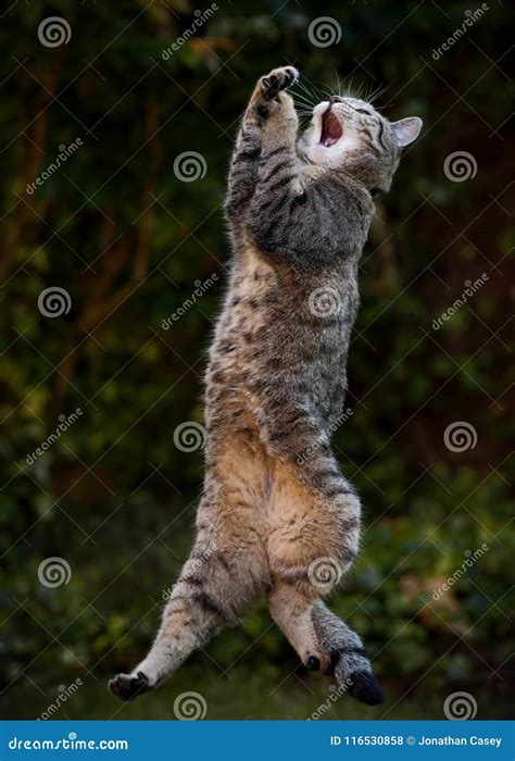 Tabby Cat Jumping High In The Air Stock Photo Image Of Garden Action
