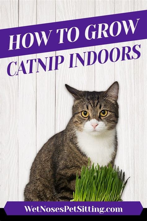 Maybe you would like to learn more about one of these? How to Grow Catnip Indoors - Live with Liana of Wet Noses ...