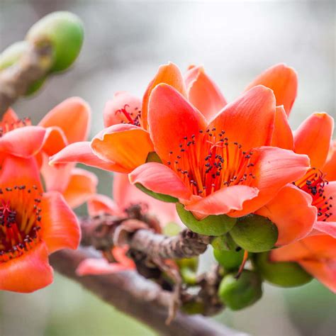 Seeds Of Bombax Ceiba Red Cotton Tree The Original Garden