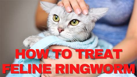 What Is The Best Most Effective Treatment For Feline Ringworm