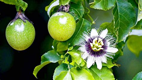 Passion Fruit Tree On Life