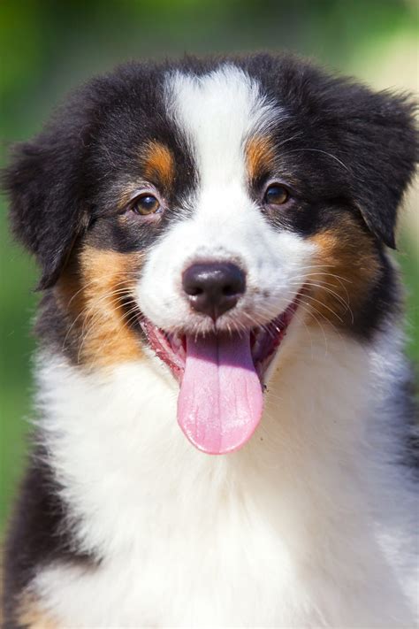 Australian Shepherd Puppies 25 Cute And Cuddly Pups Talk To Dogs