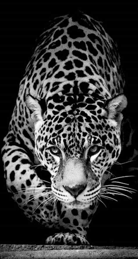 Download Prowling Leopard Africa Iphone Wallpaper