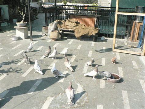 Fancy Pigeons For Sale For Sale Adoption From Delhi Delhi