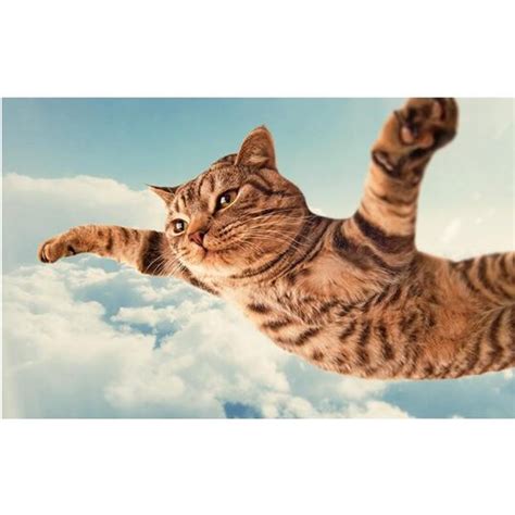 Cat Flying