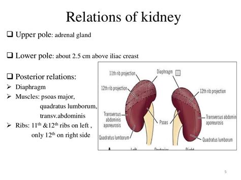 Renal Anatomy And Renal Cell Cancers