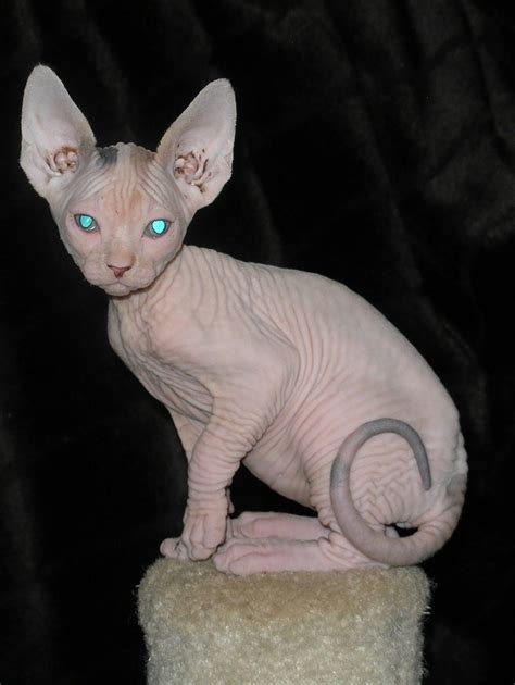 Cute Sphynx Kittens Photos Cat Breeds With Pictures Small Wild Cats