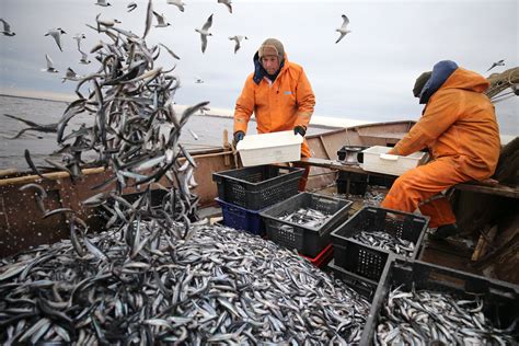 Japan Fishing Industry