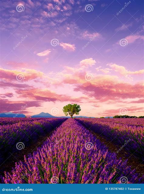 Tree In Lavender Field At Sunset In Provence Stock Photo Image Of