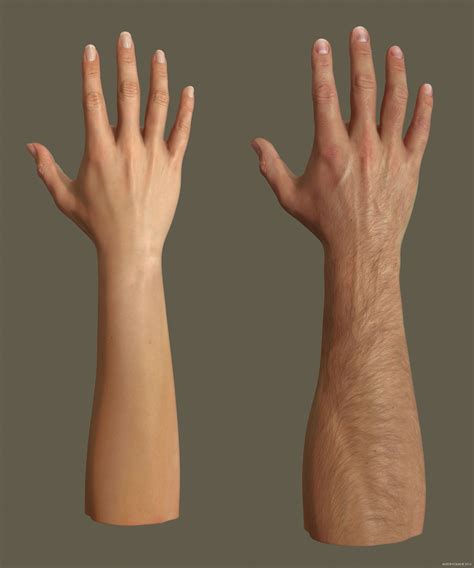 Andor Kollar Female Male Arms Light Skin Hand Anatomy Zbrush Anatomy Arm