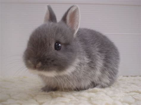 Bunny Rabbits One Of Natures Cutest And Cuddliest Baby Animal Zoo