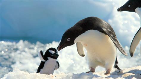 Cute Penguin Winter Animal Wallpapers Top Free Cute Penguin Winter