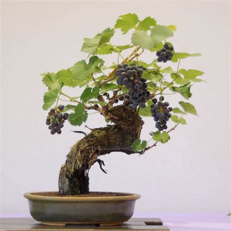 Dupuich Most Popular Photos Grape Tree Bonsai Fruit Tree Bonsai