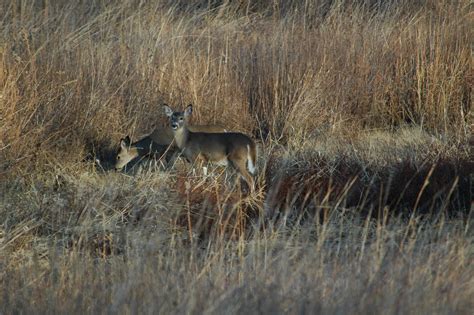 A Land Ethic Compensatory Harvest Mortality In Deer