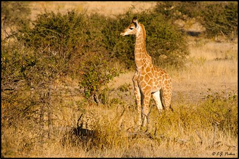 Botswana Wildlife Page