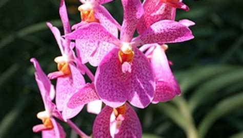 See more ideas about orchid flower, flowers, orchids. Thai Flower Names | Garden Guides