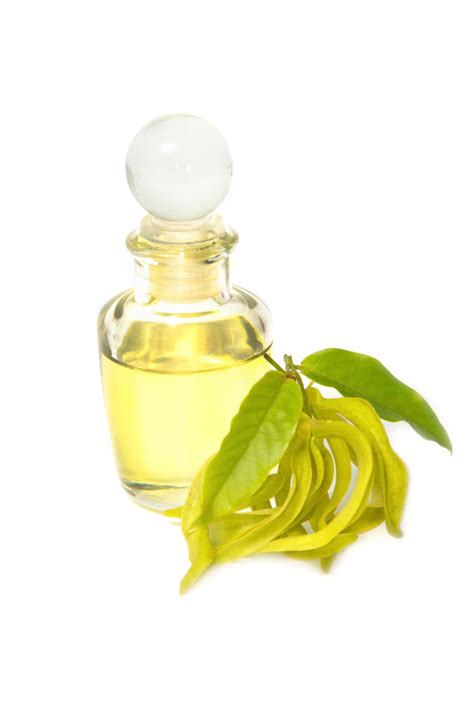 Using a diffuser and allowing the fragrance to permeate your home is one way to do this but if you don't have a diffuser, you can simply inhale directly from the bottle or add to a handkerchief or washcloth instead. How to Use Ylang Ylang Essential Oil - bodyfeed