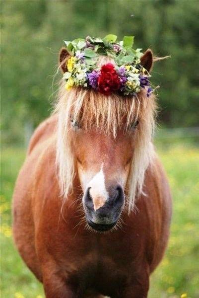 Horse With A Flower Crown Horses Animals Beautiful Horse Love