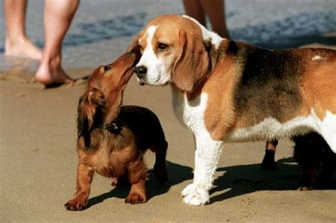 The 20 Most Affectionate Dog Breeds