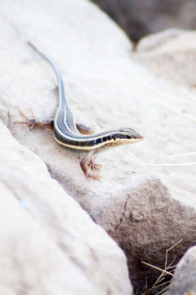 African Five Lined Skink Project Noah