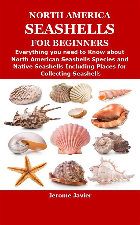 North America Seashells For Beginners Everything You Need To Know