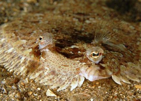 Bothus Ocellatus Discover Fishes