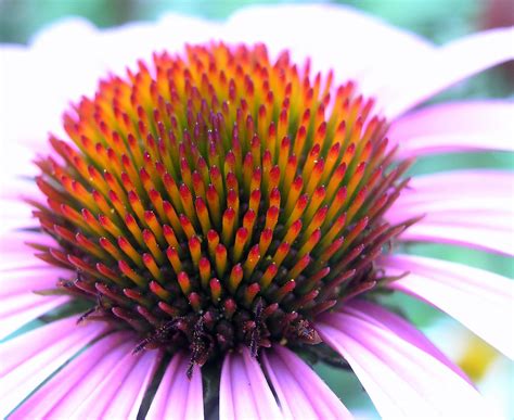 Enjoy 5% off on your online order with our coupon summer21. Flower | Macro shot of flower in Palo Alto, CA. | Rahul ...