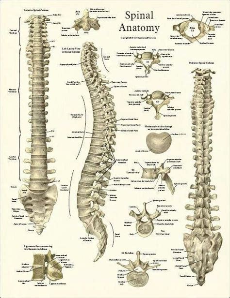 A Diagram Of The Human Neck And Back With Various Parts Labeled In Each