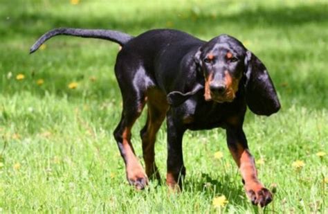 Black And Tan Coonhound Dog Breed Information Images Characteristics