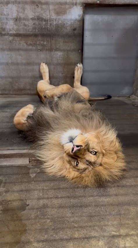 「百獣の王ですよね？」ライオンのリラックス姿に爆笑 「大きな猫ちゃん」「休日のお父さん？」｜まいどなニュース
