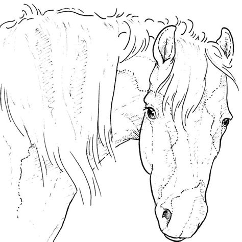 Paarden Kleurplaat Dieren Kleurplaat » Animaatjes.nl