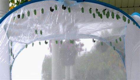 Monarch Butterfly Chrysalides Inside My Rearing Tent