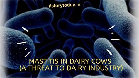 Mastitis In Dairy Cows A Threat To Dairy Industry