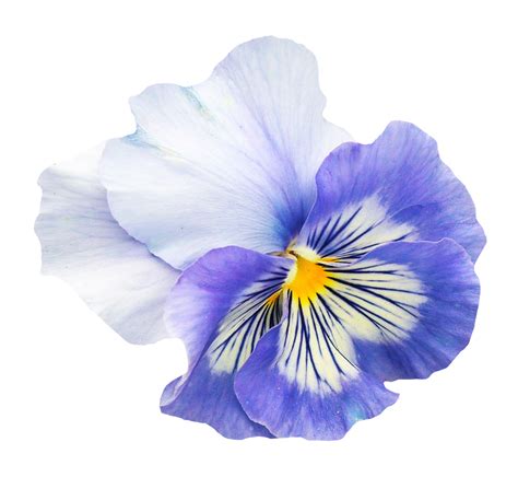 Pansy Flower PNG Image - PurePNG | Free transparent CC0 PNG Image Library
