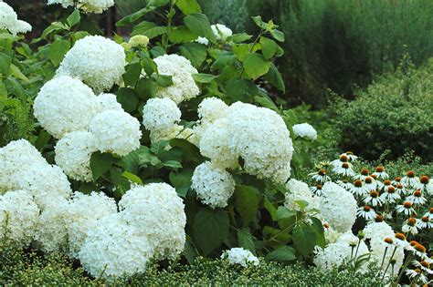 White Flowers For Your Garden