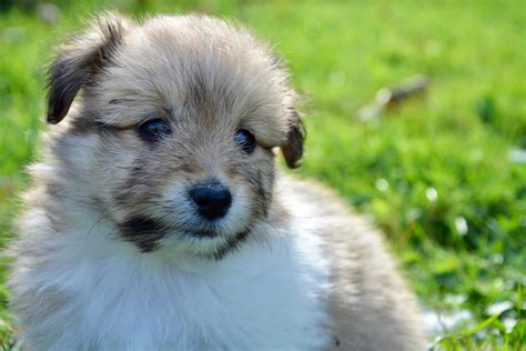 Mini Shetland Sheepdog Puppy Picture 1 Comment