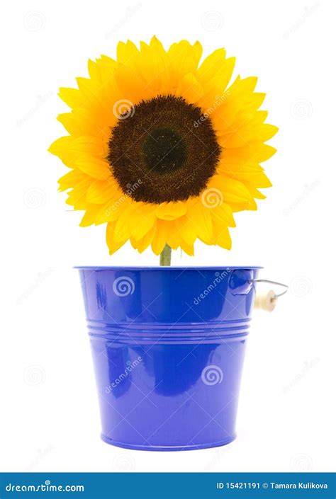 Sunflower Isolated On White Stock Image Image Of Single Sunflower