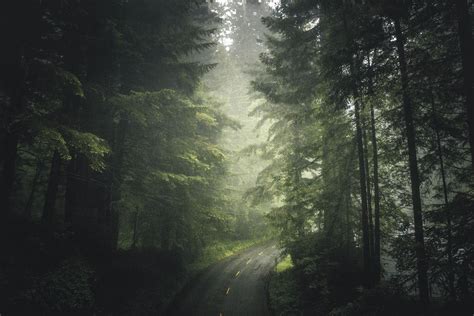 Foggy Road In The Redwood National Park Bosque
