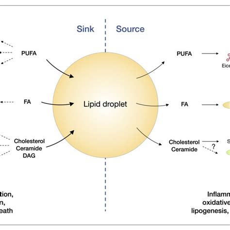 Lipid Droplets And Lipid Signalling Pathways In Principle Lipid