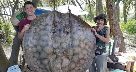 Sacaron del río Paraná una raya gigante de más de 150 kilos Raza