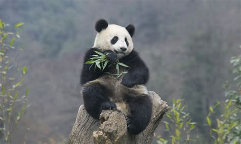 How Many Giant Pandas Are There Science The Guardian
