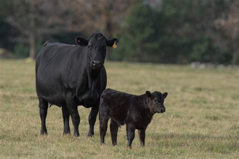 Make Sure Your Calves Get Off To A Proper Start Alberta Farmer Express