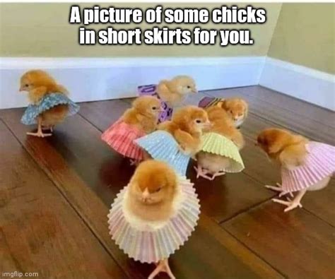Young Chicks Imgflip