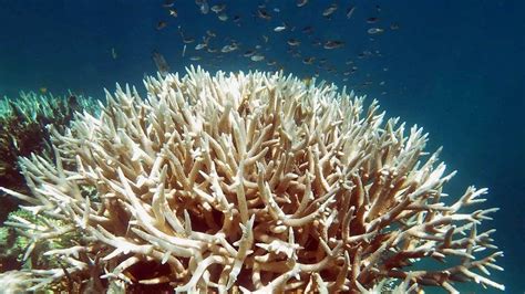 Two Thirds Of Great Barrier Reef Damaged Bbc News